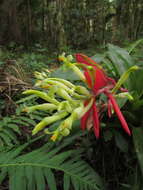 Image of Billbergia amoena (G. Lodd.) Lindl.