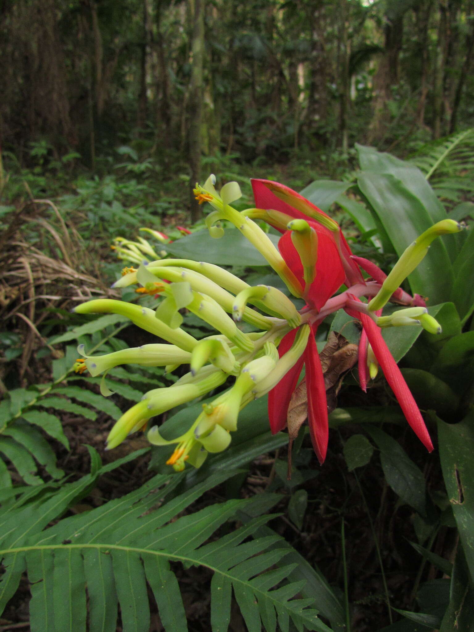 Image of Billbergia amoena (G. Lodd.) Lindl.