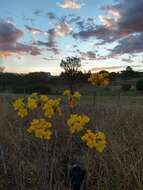 Image of Handroanthus coronatus (Proença & Farias) Farias