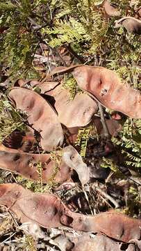 صورة Albizia bernieri Villiers