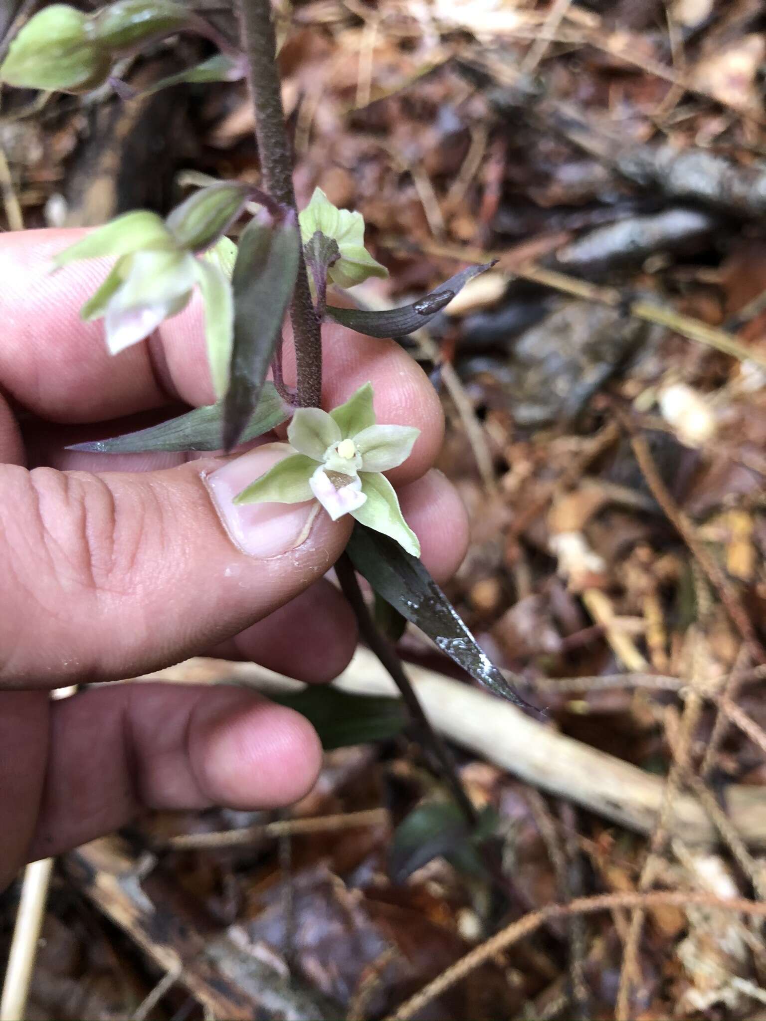 Image of Violet Helleborine