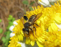 Imagem de Megachile melanopyga Costa 1863