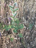 Plancia ëd Lupinus hirsutissimus Benth.