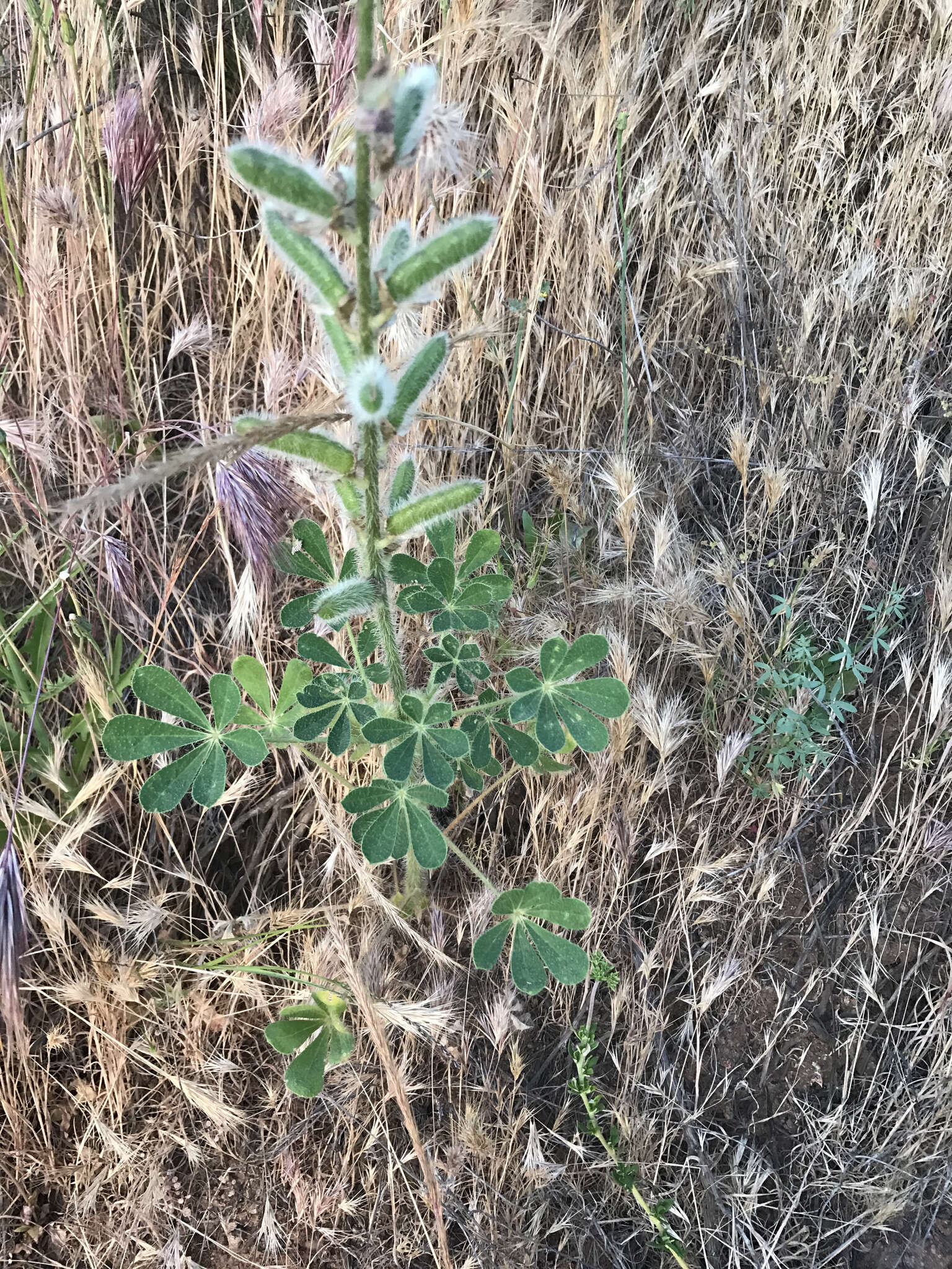 Plancia ëd Lupinus hirsutissimus Benth.