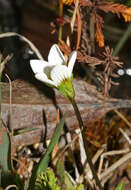 Image of Gentianella limoselloides (Kunth) Fabris