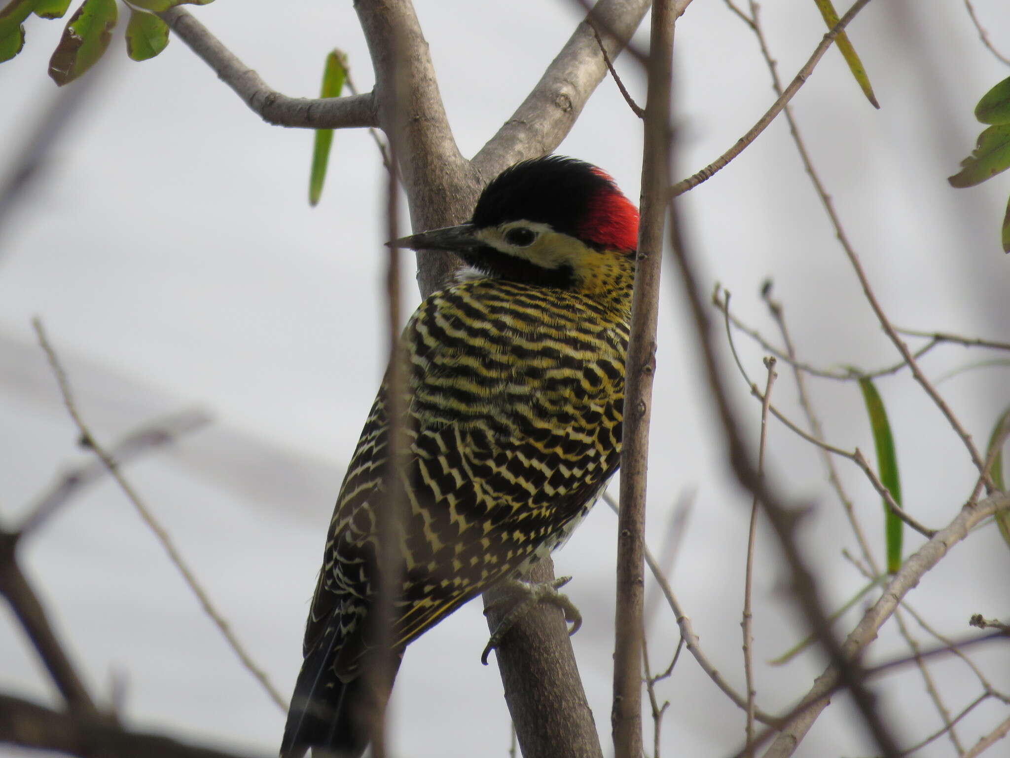 Image of Green-barred Woodpecker