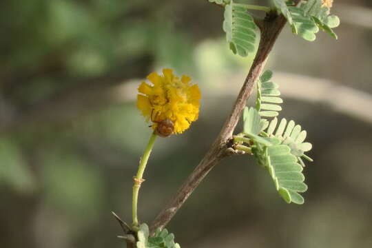 Image of Vachellia flava (Forssk.) Kyal. & Boatwr.