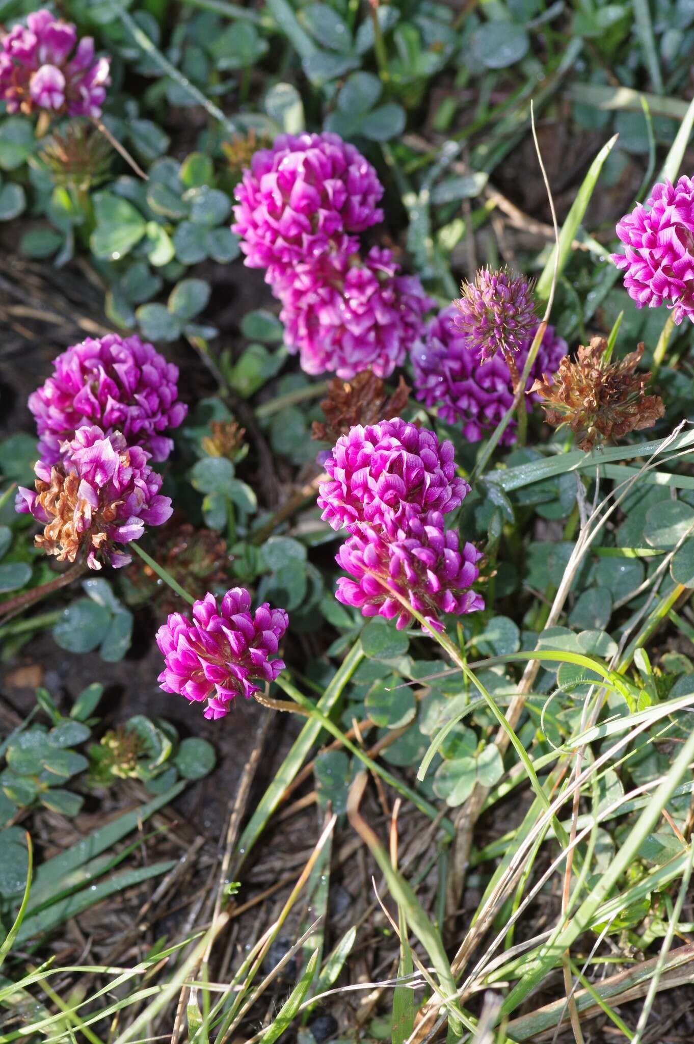 Слика од Trifolium burchellianum Ser.