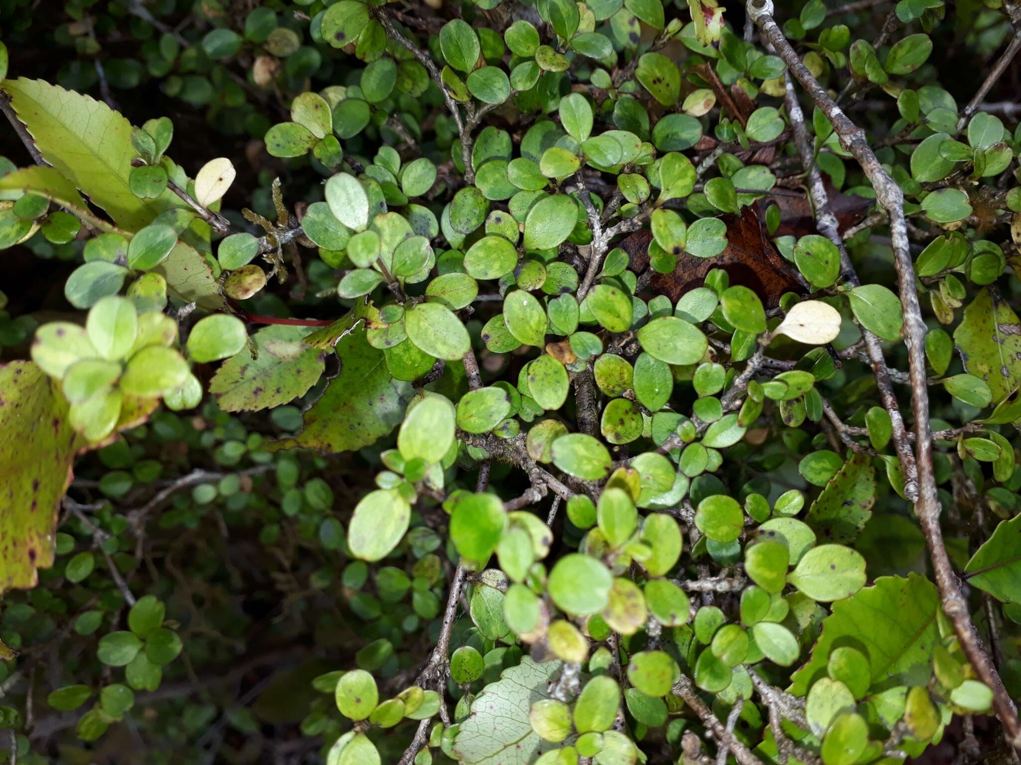 Image de Coprosma colensoi Hook. fil.