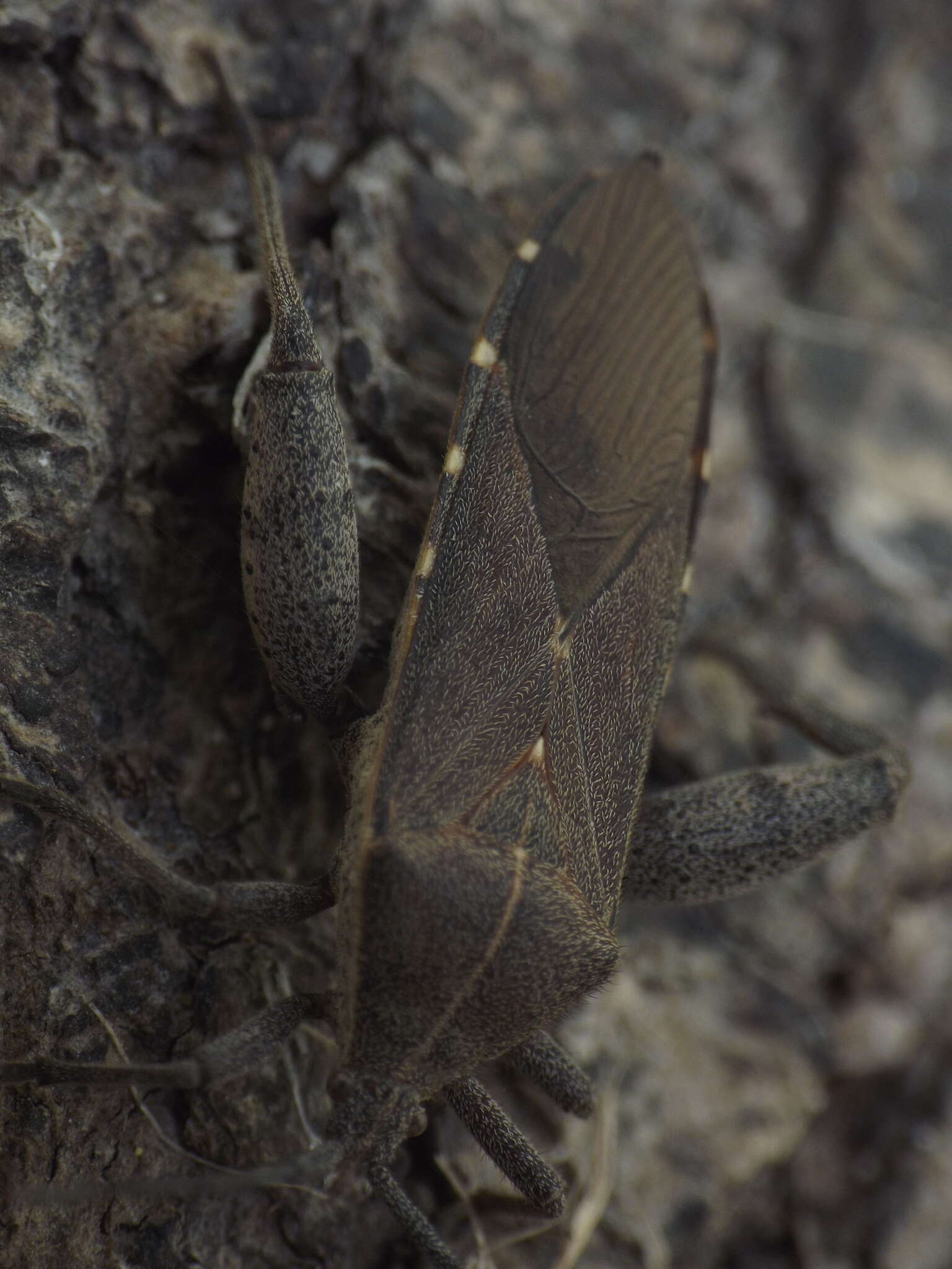 Image of Physomerus centralis Mukherjee, Hassan & Biswas 2016