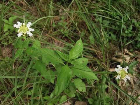 Image of hammock shrubverbena