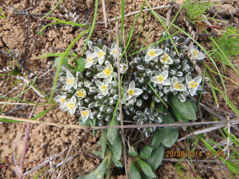 Image of Limeum africanum L.