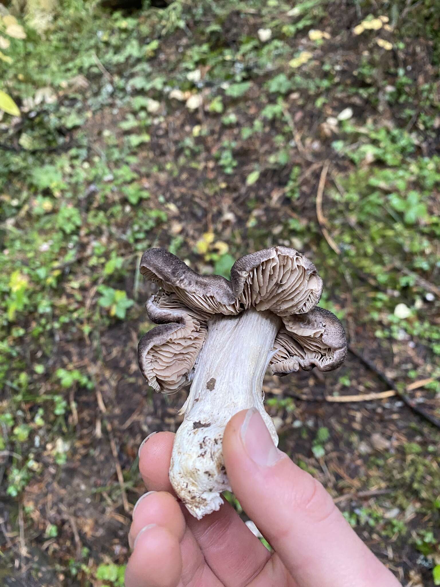 Слика од Tricholoma atroviolaceum A. H. Sm. 1944