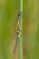 Image of Black-fronted Forktail