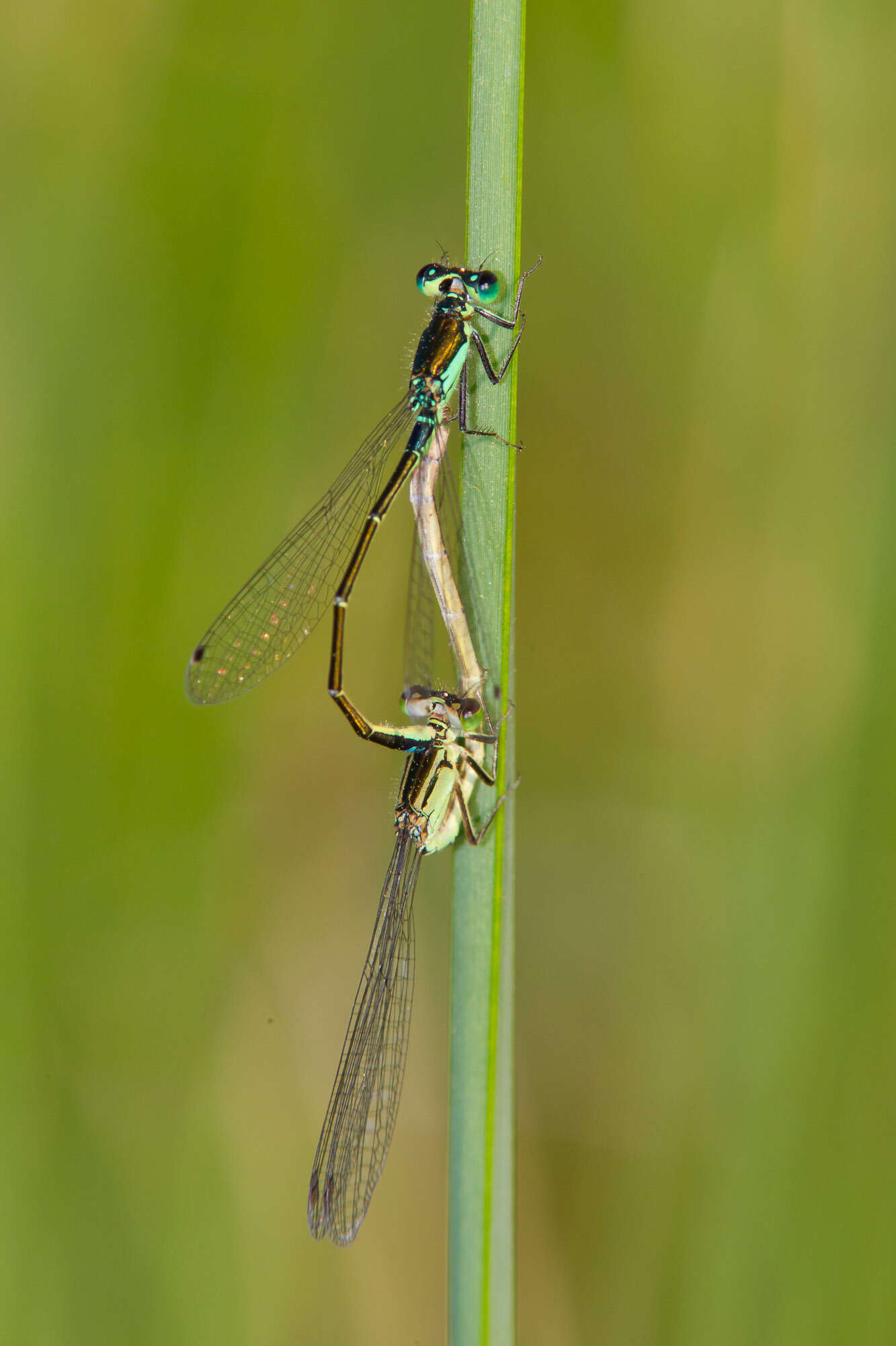 Image of Black-fronted Forktail