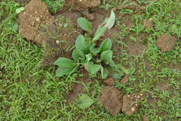 Image of Euphorbia fusiformis var. khandallensis (Blatt. & Hallb.) Binojk. & N. P. Balakr.