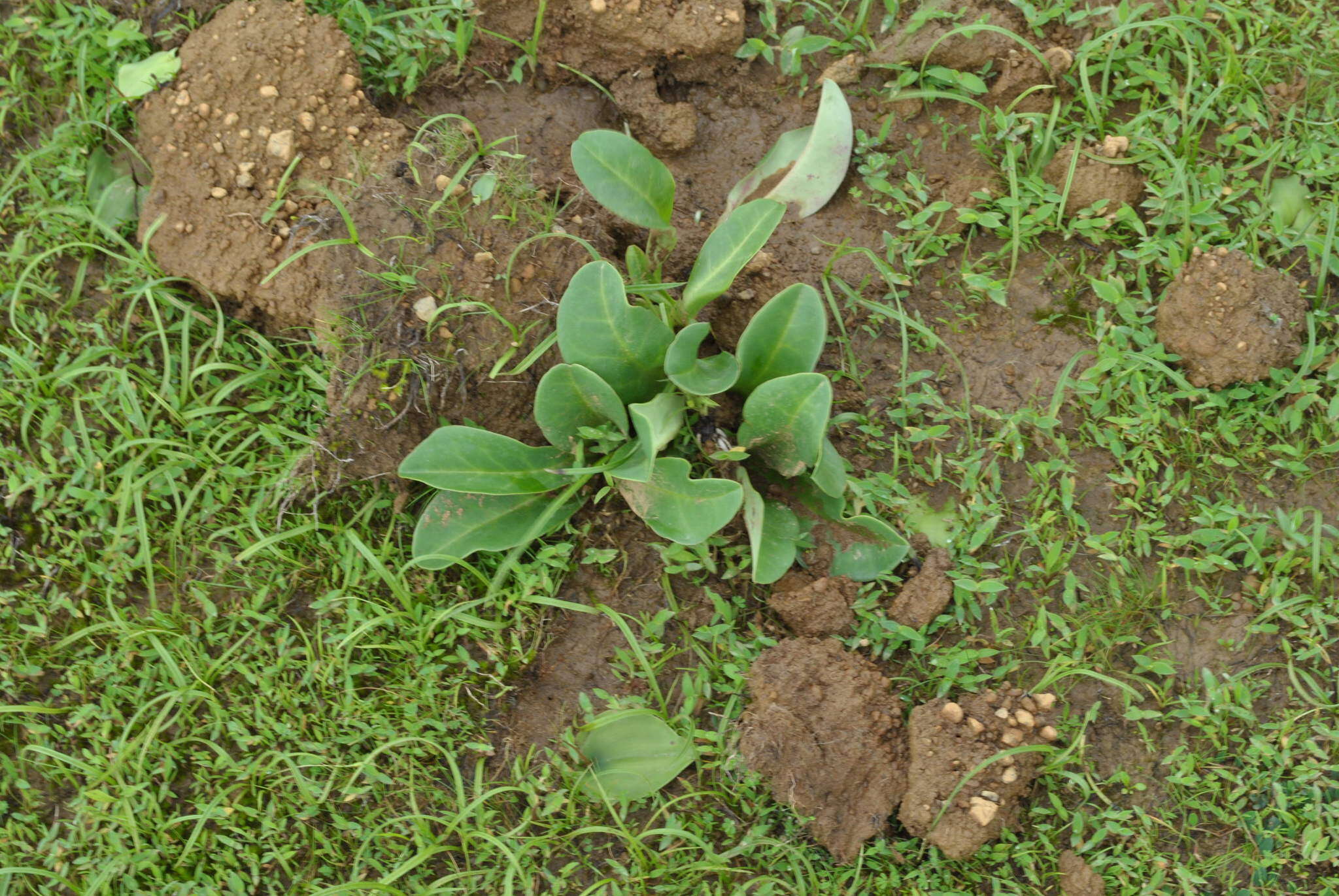 Image of Euphorbia fusiformis var. khandallensis (Blatt. & Hallb.) Binojk. & N. P. Balakr.