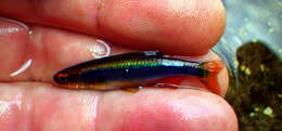 Image of Metallic Shiner