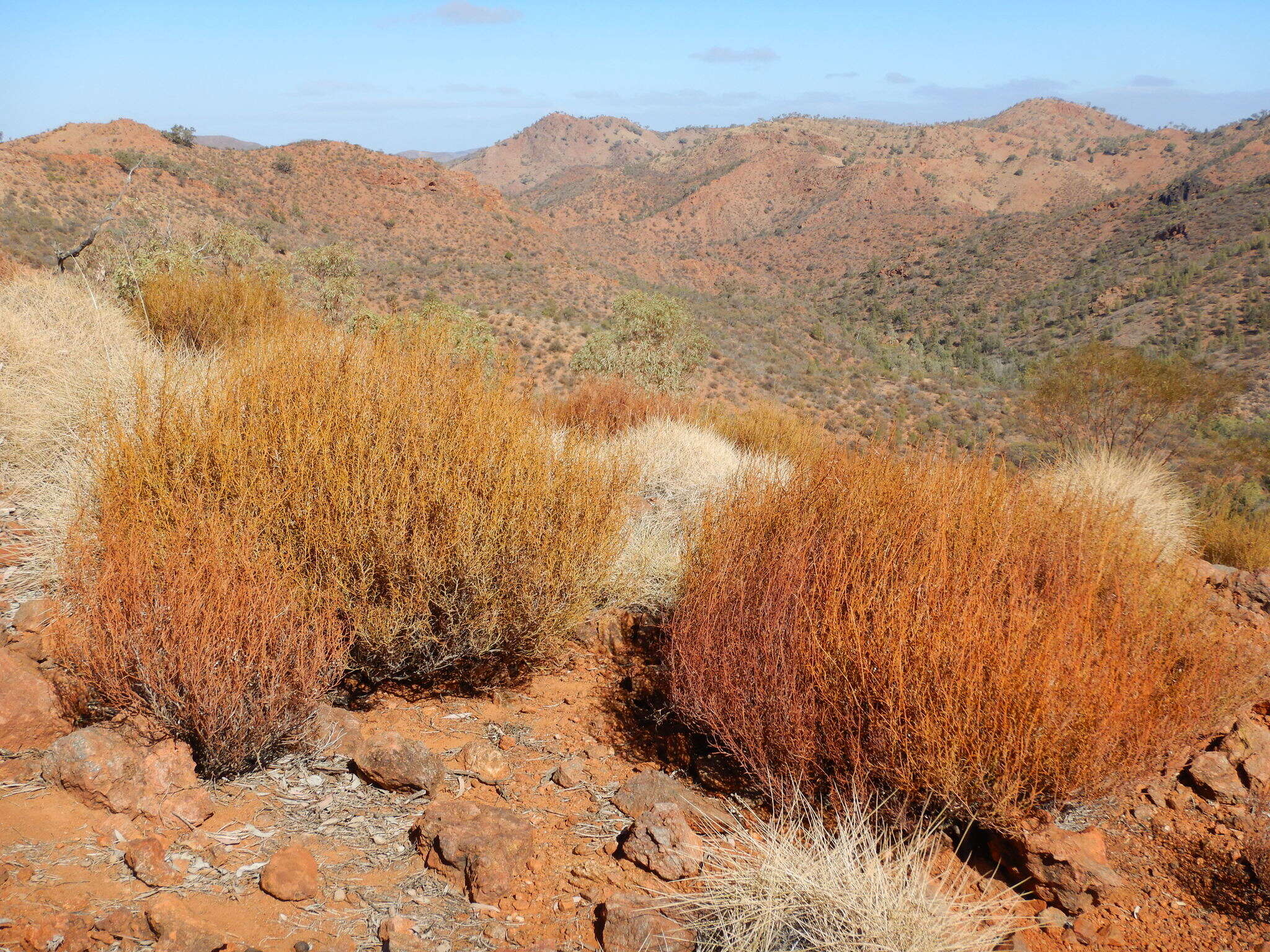 Image de Acacia continua Benth.