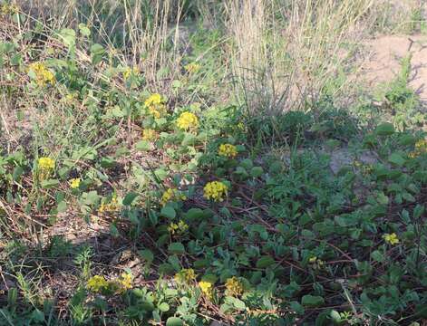 Слика од Tylosema esculentum (Burch.) A. Schreib.