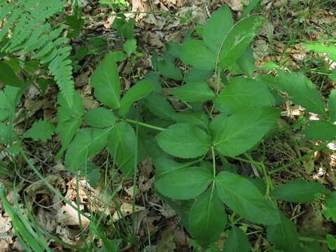 Image of Angelica cincta H. Boiss.