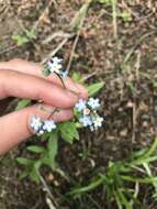 Imagem de Myosotis semiamplexicaulis DC.