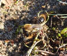 Colletes cunicularius (Linnaeus 1761) resmi