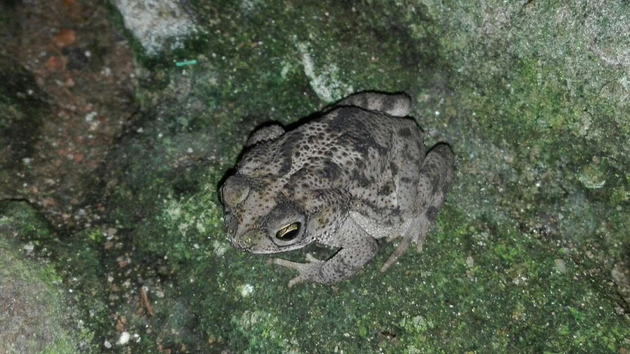 Imagem de Rhinella humboldti (Gallardo 1965)