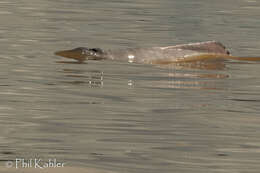 Image of river dolphins