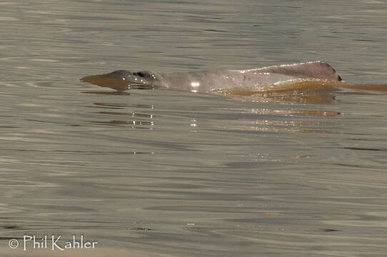 Image of river dolphins