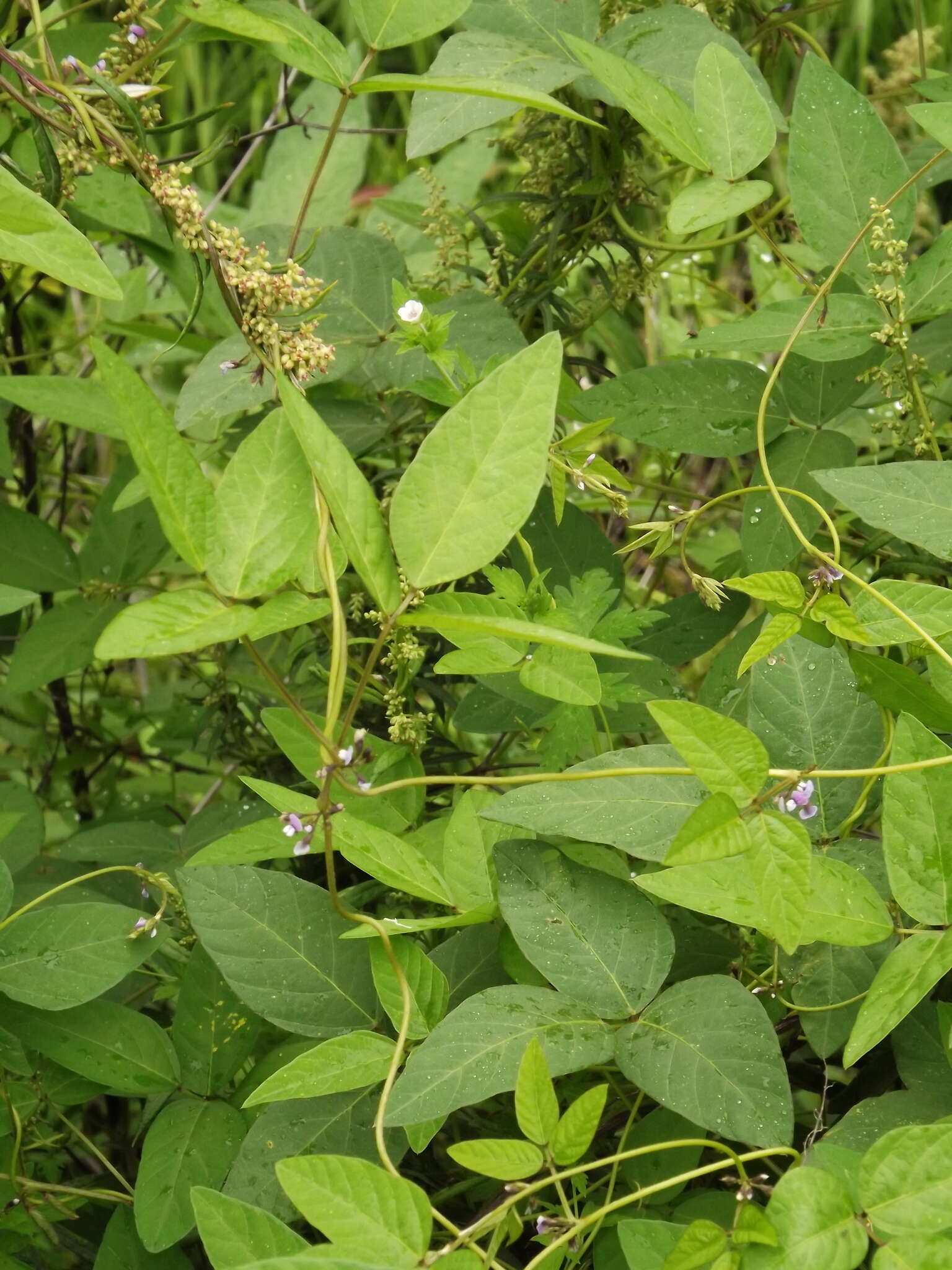 Image of Glycine max subsp. soja (Siebold & Zucc.) H. Ohashi