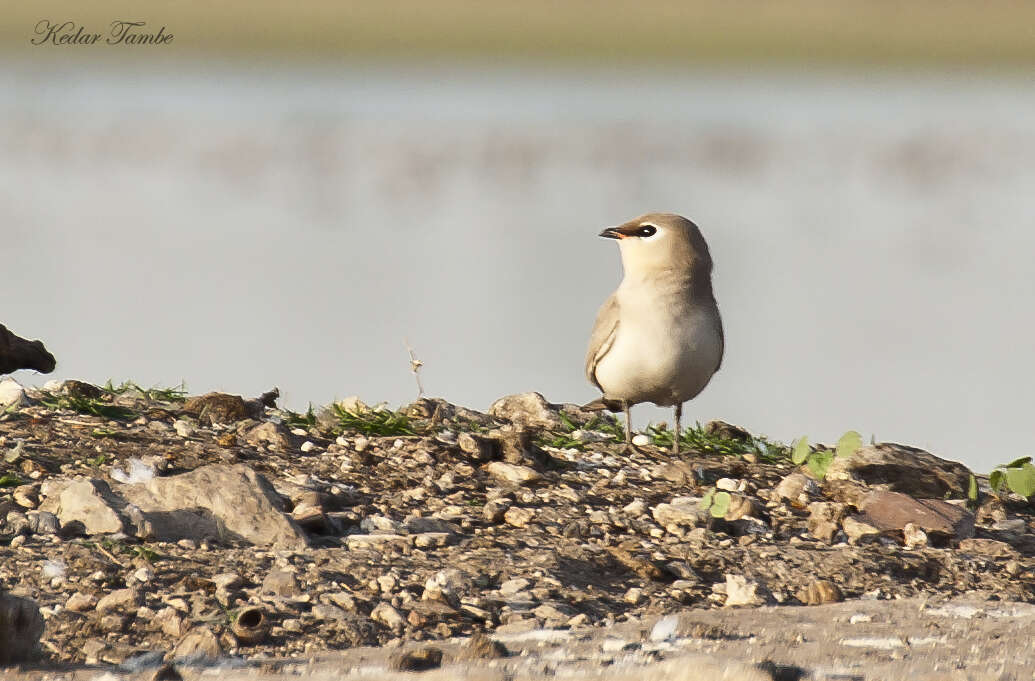 Image of Little Pratincole