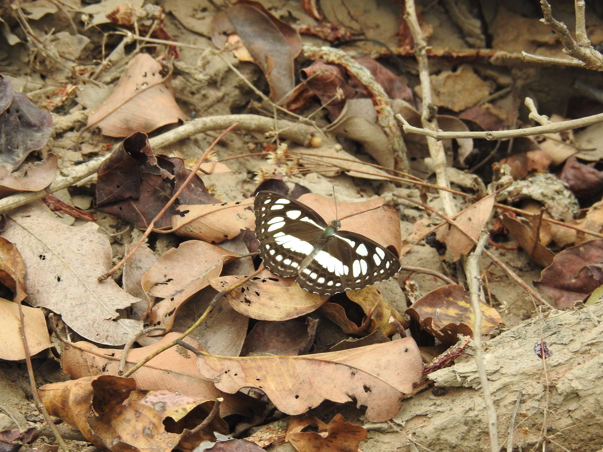 Phaedyma columella nilgirica Moore 1888 resmi