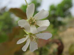 Imagem de Dombeya quinqueseta (Del.) Exell