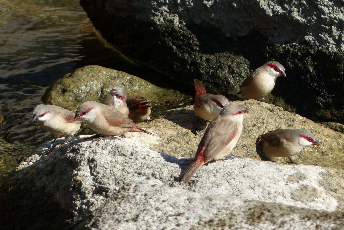 Image of Crimson-rumped Waxbill