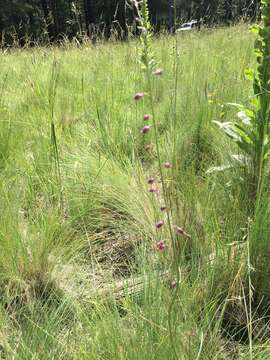 Pennellia longifolia (Benth.) Rollins resmi