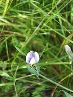 Sivun Lathyrus berteroanus Savi kuva