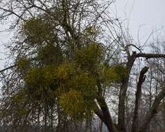 Image of European mistletoe