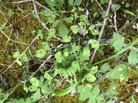 Image of tinted woodland spurge