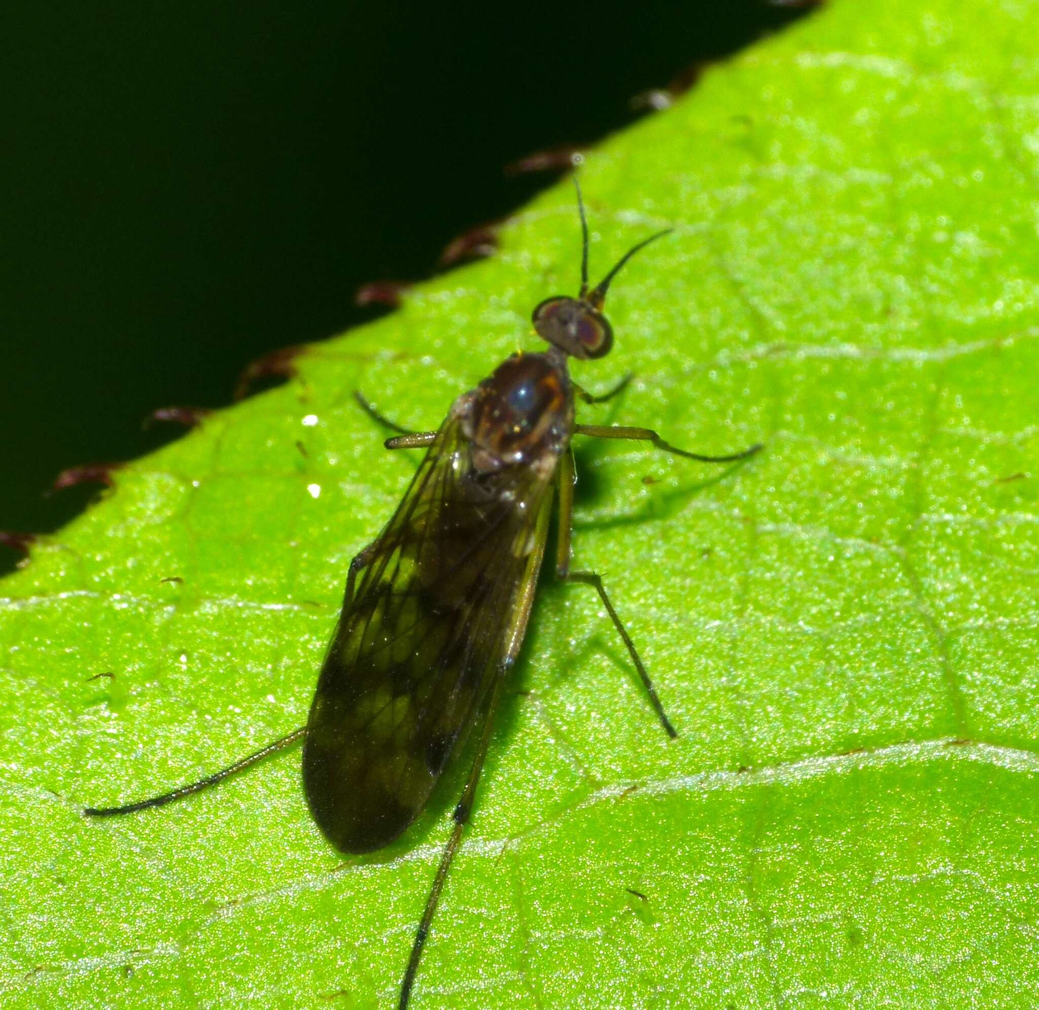 Image of Sylvicola undulatus (Lamb 1909)