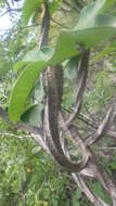 Image of Euphorbia neohumbertii Boiteau