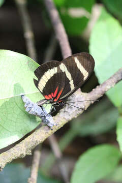 Image of Heliconius hewitsoni Staudinger 1875