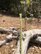 Platanthera yadonii (Rand. Morgan & Ackerman) R. M. Bateman resmi