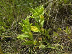 Image of Spalding's Catchfly