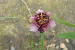 Image of Tigridia multiflora (Baker) Ravenna