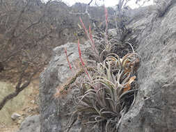 Image of Tillandsia pueblensis L. B. Sm.