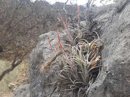 Image of Tillandsia pueblensis L. B. Sm.