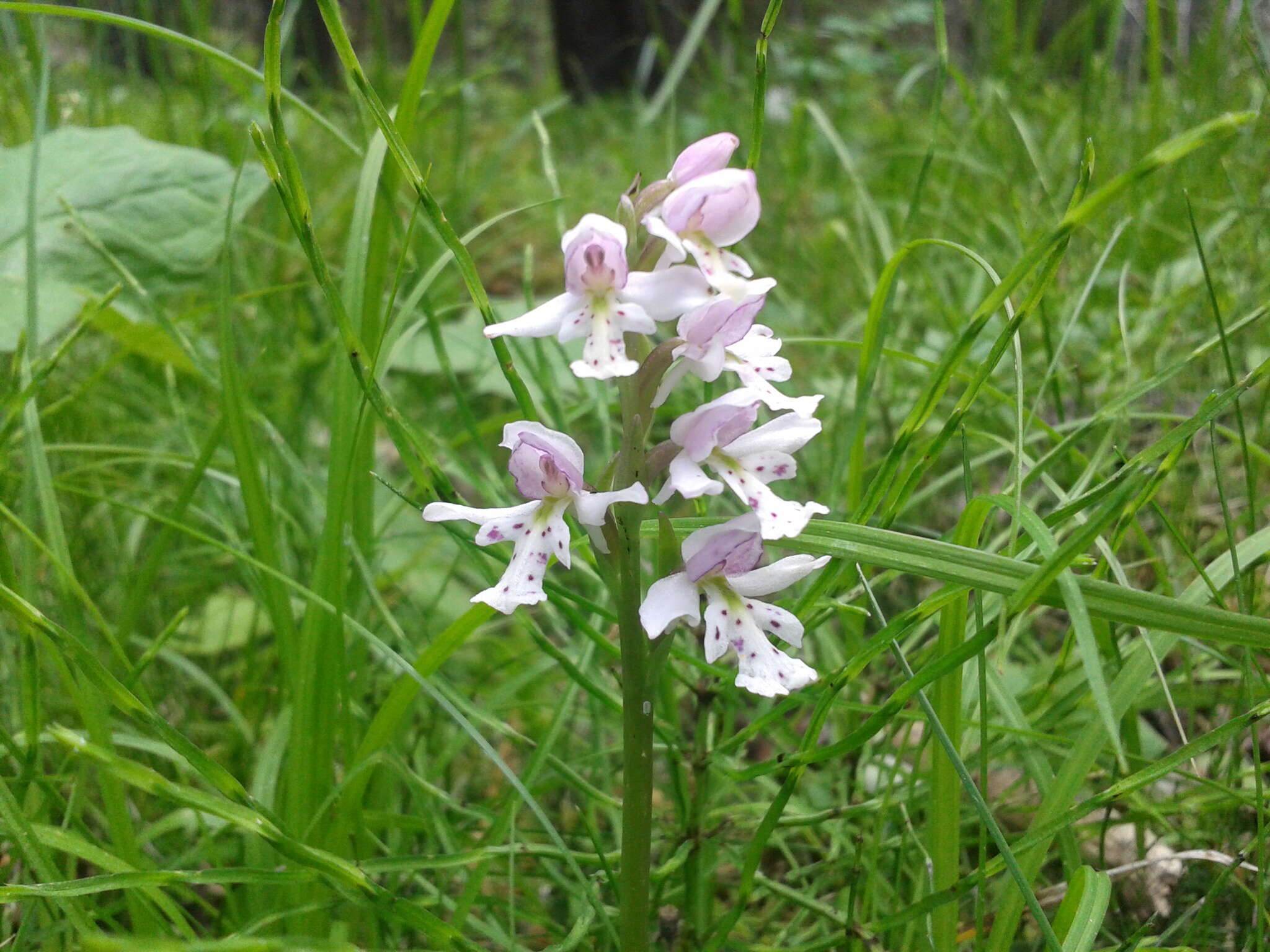 Galearis rotundifolia (Banks ex Pursh) R. M. Bateman resmi