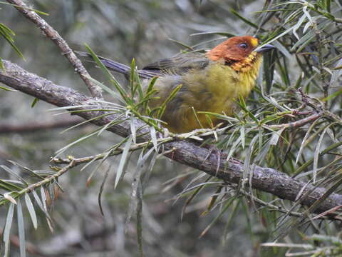 Image of Fulvous-headed Brush Finch