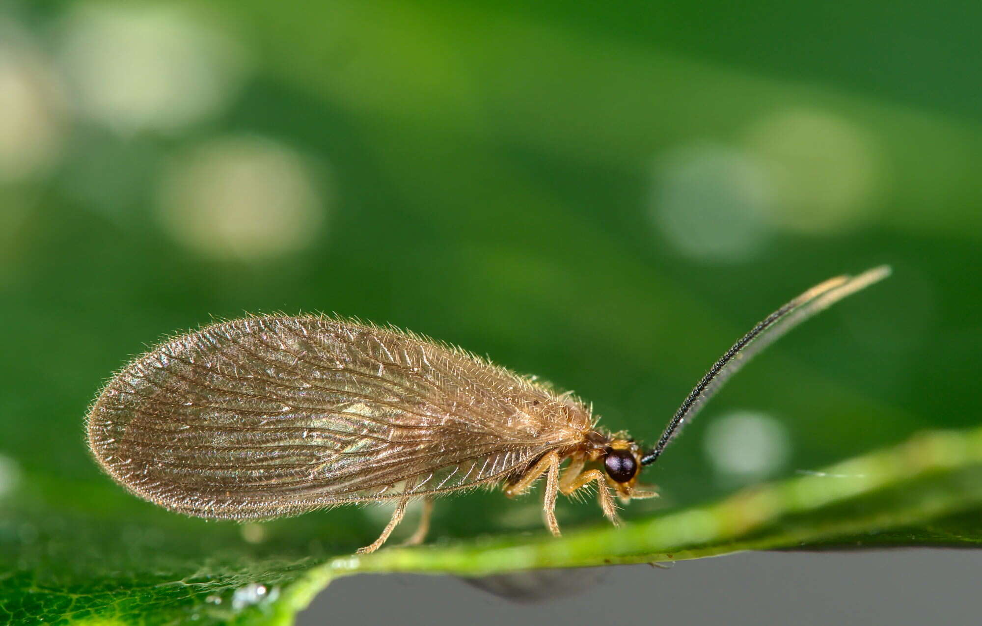 Image of Sisyra terminalis Curtis 1854